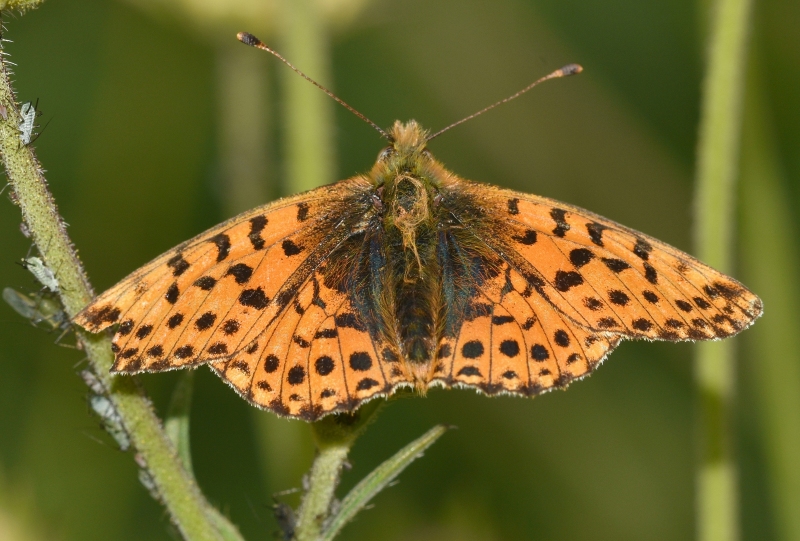 Boloria graeca, Nymphalidae